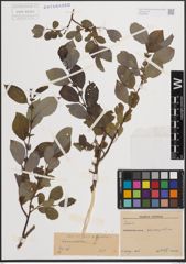 Foto von Salix cinerea L. x Salix nigricans Sm.